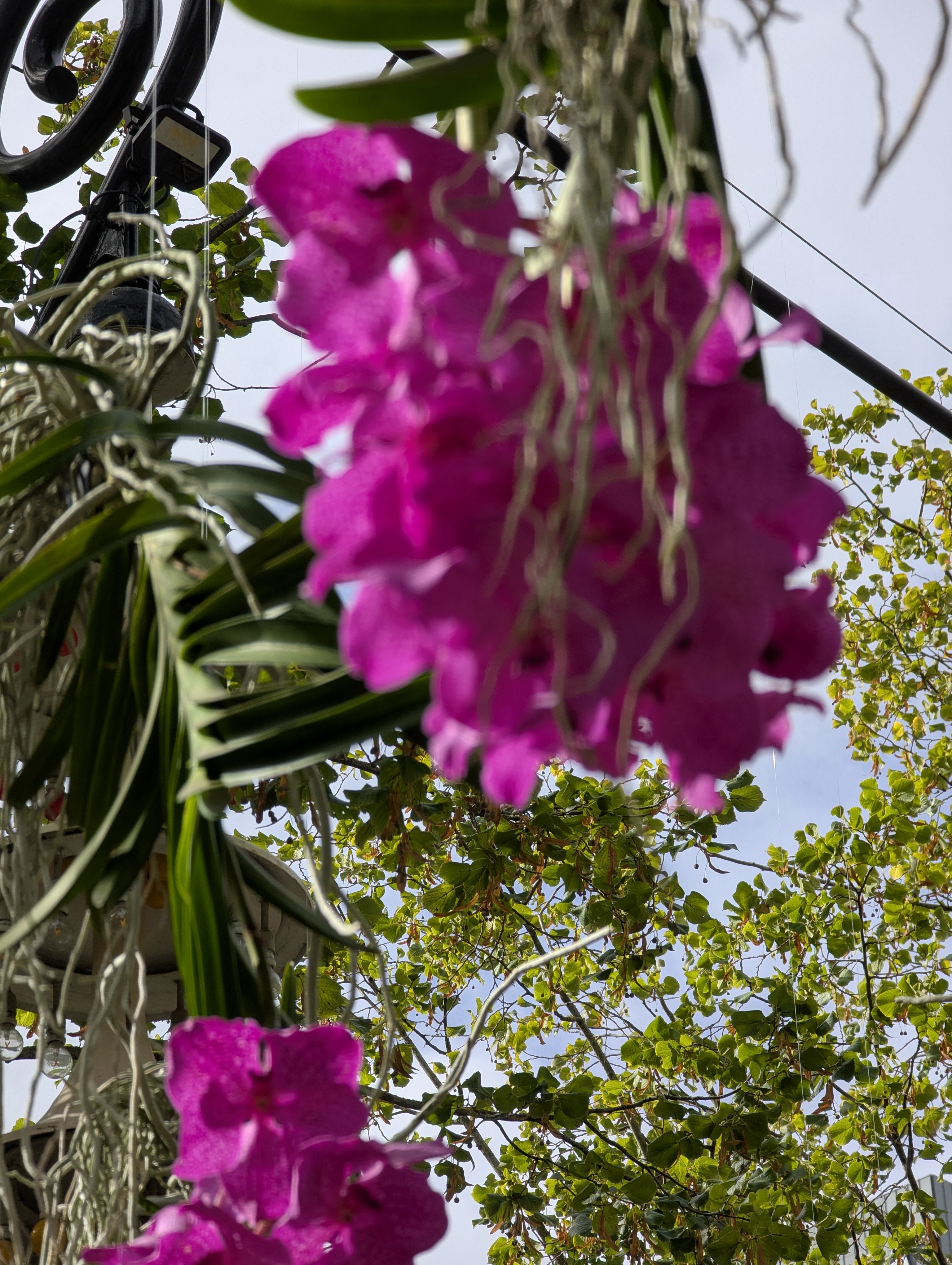 Copenhagen, SSPC, Tivoli, Denmark